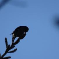 Vogelumrisse im Gegenlicht. Ein anonymer kleiner Vogel pickt an einem kleinen Tannenzapfen auf einem Ast herum.