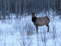Ein einzelner Elk steht seitlich zur Kamera aber wendet den Kopf mir zu. Er steht auf Schnee und im Hintergrund ist ein Waeldchen zu finden.