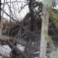 Ein spruce Grouse versteckt sich im Dickicht. Erst im Herbst ist wieder Jagdsaison, so lange werde ich mit der Kamera schiessen.