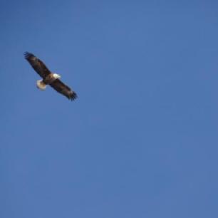 Ein Weisskopfseeadler zieht seine Kreise vor strahlend blauem Himmel