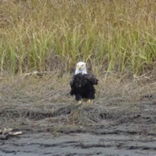 Ein bald eagle, Weisskopfseeadler, haelt anscheinend Wache am Strand.