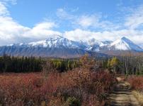 Wieder im Yukon gruessen die Herbstfarben vor den schneebedeckten Bergen.