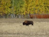Schliesslich ein Bison im Wildtierpark.
