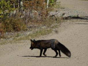 Ein schwarzer Fuchs haelt sich als Besucher im Wildtierpark auf.
